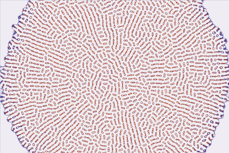 Eine Lenia-Kolonie mit radialer Filamentstruktur